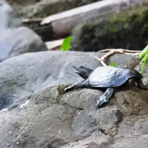 Chinese Softshell Turtle (Pelodiscus sinensis)