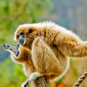 Pensive Gibbon