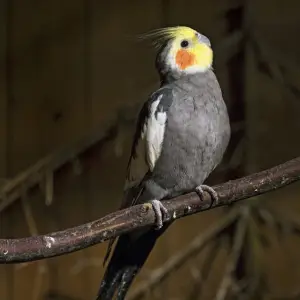 Perched cockatiel