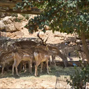 Persian Fallow Deer in Jerusalem-Biblical-Zoo-IZE-405