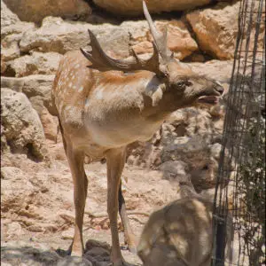 Persian Fallow Deer in Jerusalem-Biblical-Zoo-IZE-409
