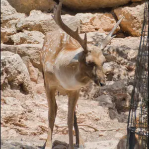 Persian Fallow Deer in Jerusalem-Biblical-Zoo-IZE-411