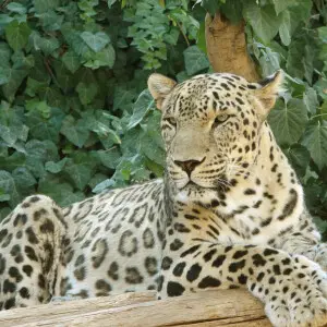 Persian Leopard sitting.