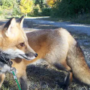 Vulpes Vulpes Fulvus - pet red fox 'Ron' in Mountain Home, Arkansas