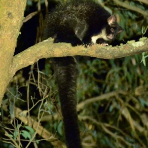 Greater Glider photo