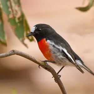 A Scarlet Robin in Victoria, Australia.