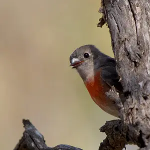 A female Scarlet Robin in Victoria, Australia.