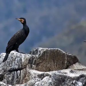 Great Cormorant (left) and Black-faced Cormorant (right) in Tasmania.