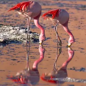 James's Flamingo photo