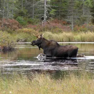 Photo of the Week - Moose at Conte National Fish and Wildlife Refuge