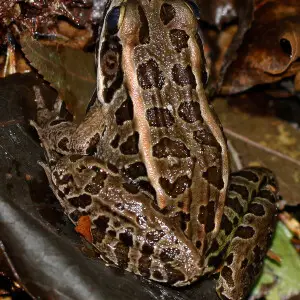 Pickerel Frog - Lithobates palustris,