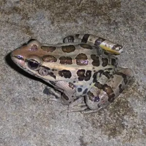 Side view of a Pickerel frog (Rana palustris) in Souderton, Pennsylvania.
The frog was found on the Perkiomen Trail in Spring Mount, PA. It was photographed in Souderton, PA, while sitting on a concrete floor.