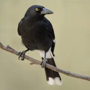 Pied Currawong, Newington, New South Wales