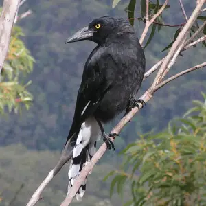 Pied Currawong (Strepera graculina graculina), Blue Mountain, New South Wales