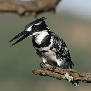 Pied Kingfisher photo