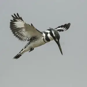 Pied Kingfisher - Gambia River 17_CD5A2361