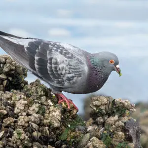 Pigeon + Sea Greens