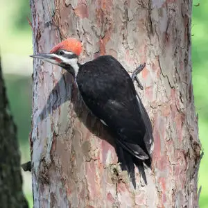 pileated woodpecker - binghamton, ny