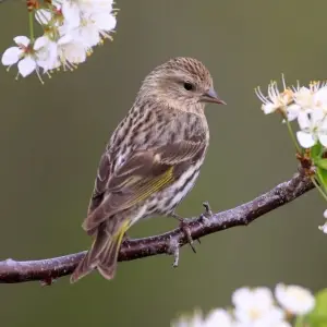 Pine Siskin