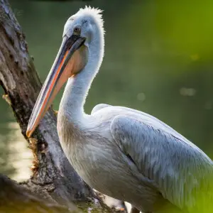 500px provided description: Pink-backed Pelican []