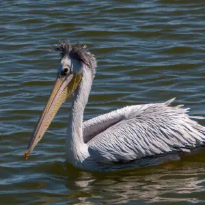 Pink-backed Pelican - Naivasha - Kenya_50276
