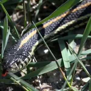 Plains Garter Snake