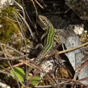 Lizard (Podarcis bocagei) in Galicia, Spain.