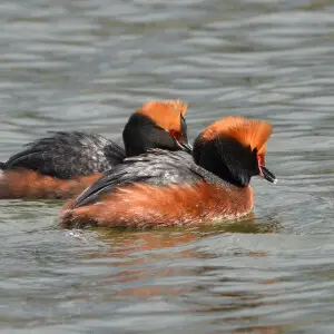slavonian grebe