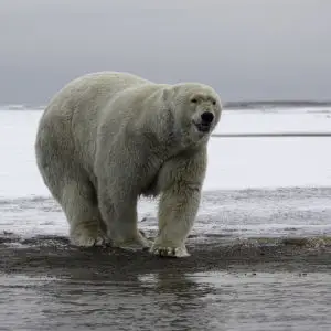 Polar Bear Snicker