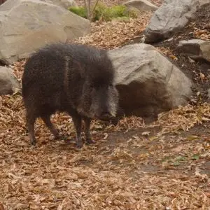 Portrait of a Chacoan Peccary