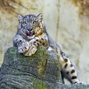 Posing snow leopard mother