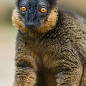 Posing white fronted brown lemur