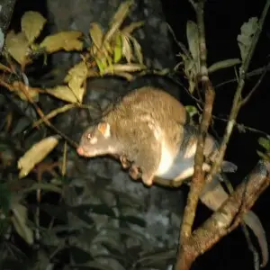 Pseudochirops archeri  un opossum australien