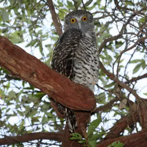 Powerful Owl - Ninox Strenua