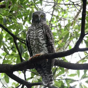 Powerful Owl - Ninox Strenua