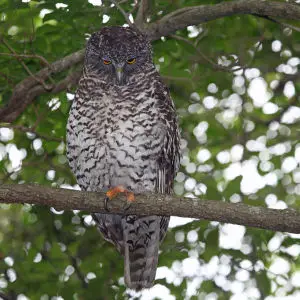 Powerful Owl - Ninox Strenua