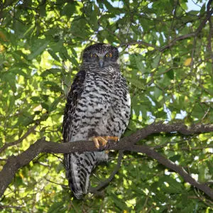 Powerul Owl - Ninox strenua