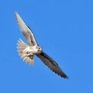 Prairie Falcon, Seedskadee National Wildlife Refuge