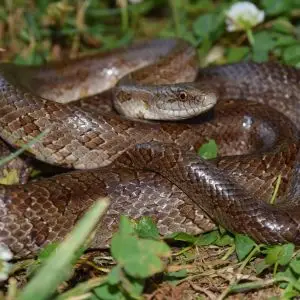 Prairie king snake (Lampropeltis calligaster)