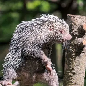Prehensile Tail Porcupine Standing Aggressively