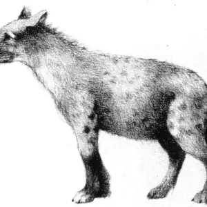 Cave-hyena (Crocuta crocuta spelaea), also a predator and scavenger on the

mammothsteppe during Weichselien (After N. ZIJDENBOS, MEC, Eindhoven).