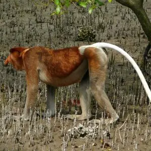Proboscis Monkey (Nasalis larvatus) male