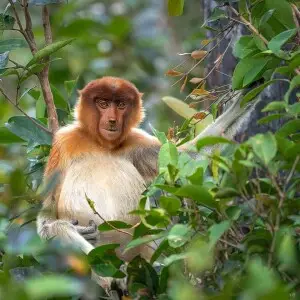 Proboscis Monkey photo