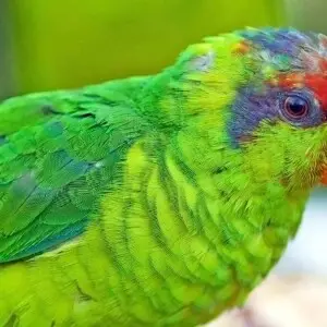 Iris Lorikeet (Psitteuteles iris) at San Diego Zoo. USA.