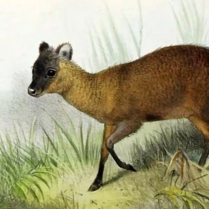 Animalia - Online Animals Encyclopedia Animalia - Online Animals Encyclopedia