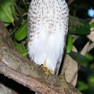 A juvenile Puerto Rican Sharp-shinned Hawk