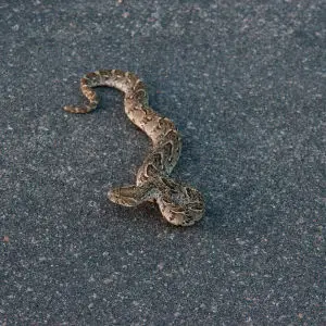 Puff Adder