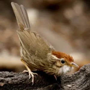 http://seeworthybirds.com/Thailand/7BabblersSunbirds/Puff_throated_Babbler.htm