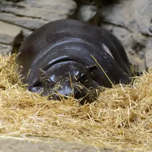 Pygmy Hippo Resting in Straw