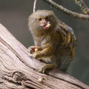 Pygmy Marmoset Eating